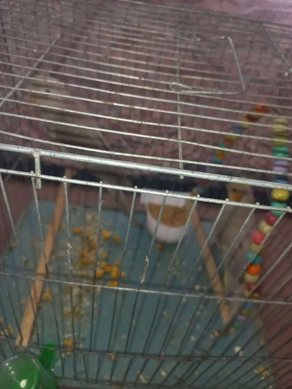 یه جفت جوجه عروس هلندی دوماهه|پرنده|پیر بکران, |دیوار