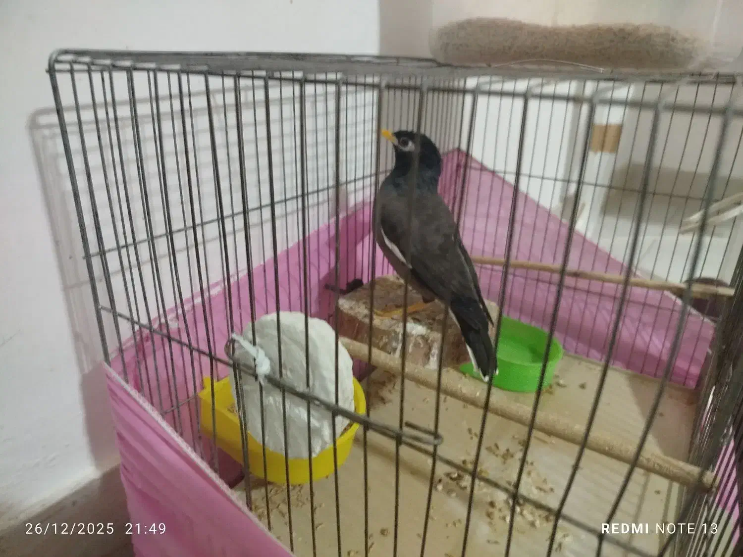 مینا|پرنده|ماهدشت, |دیوار