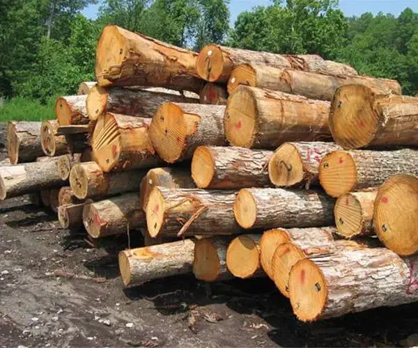 هرس درخت باغ و خری چوب درختی|خدمات باغبانی و درختکاری|سمنان, |دیوار