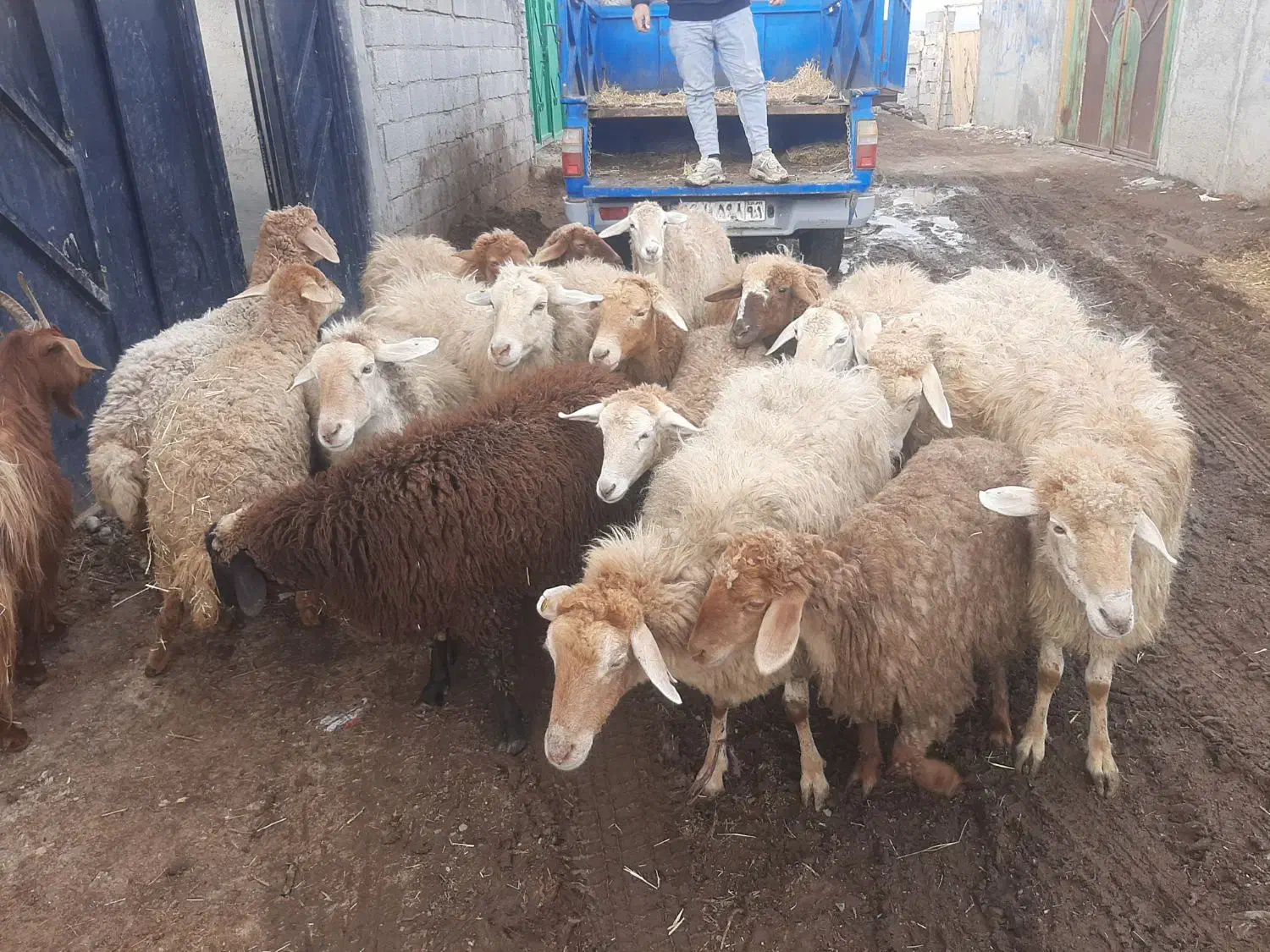 اردبیل میراشرف جاده اردی|حیوانات مزرعه|اردبیل, |دیوار