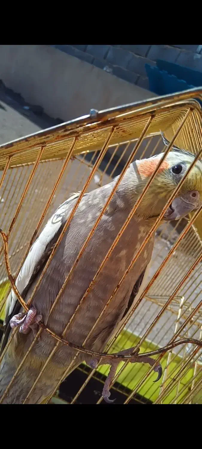 پرنده عروس هلندی|پرنده|فردیس, شهرک ارم|دیوار