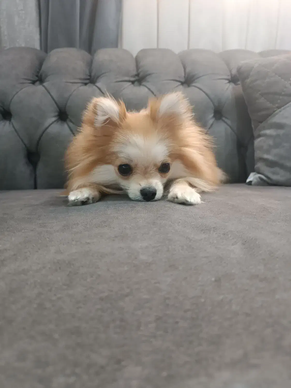 سگ پامرانین|سگ|خاوران, |دیوار