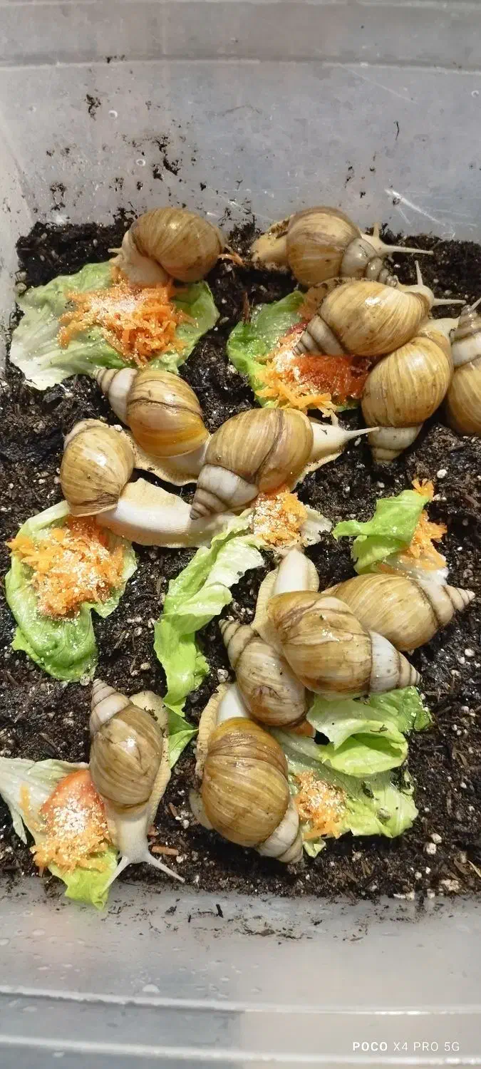 حلزون آلبینو|خزنده|تبریز, |دیوار