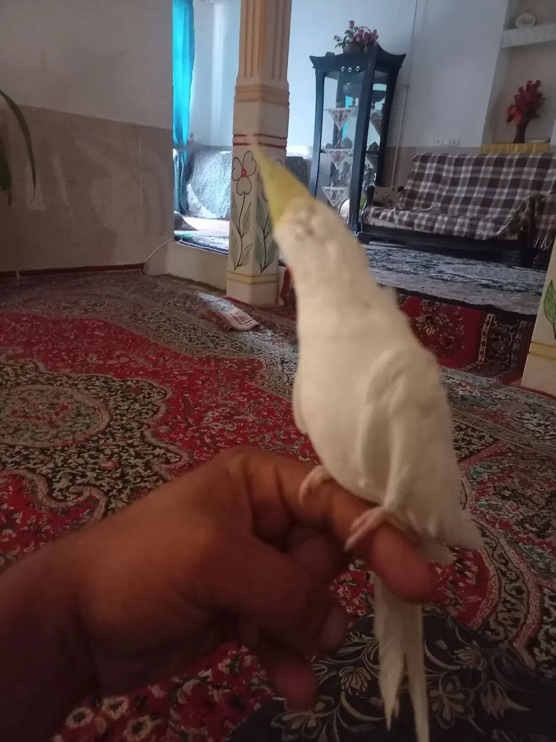 عروس هلندی تازه ب حرف امده|پرنده|بردسیر, |دیوار