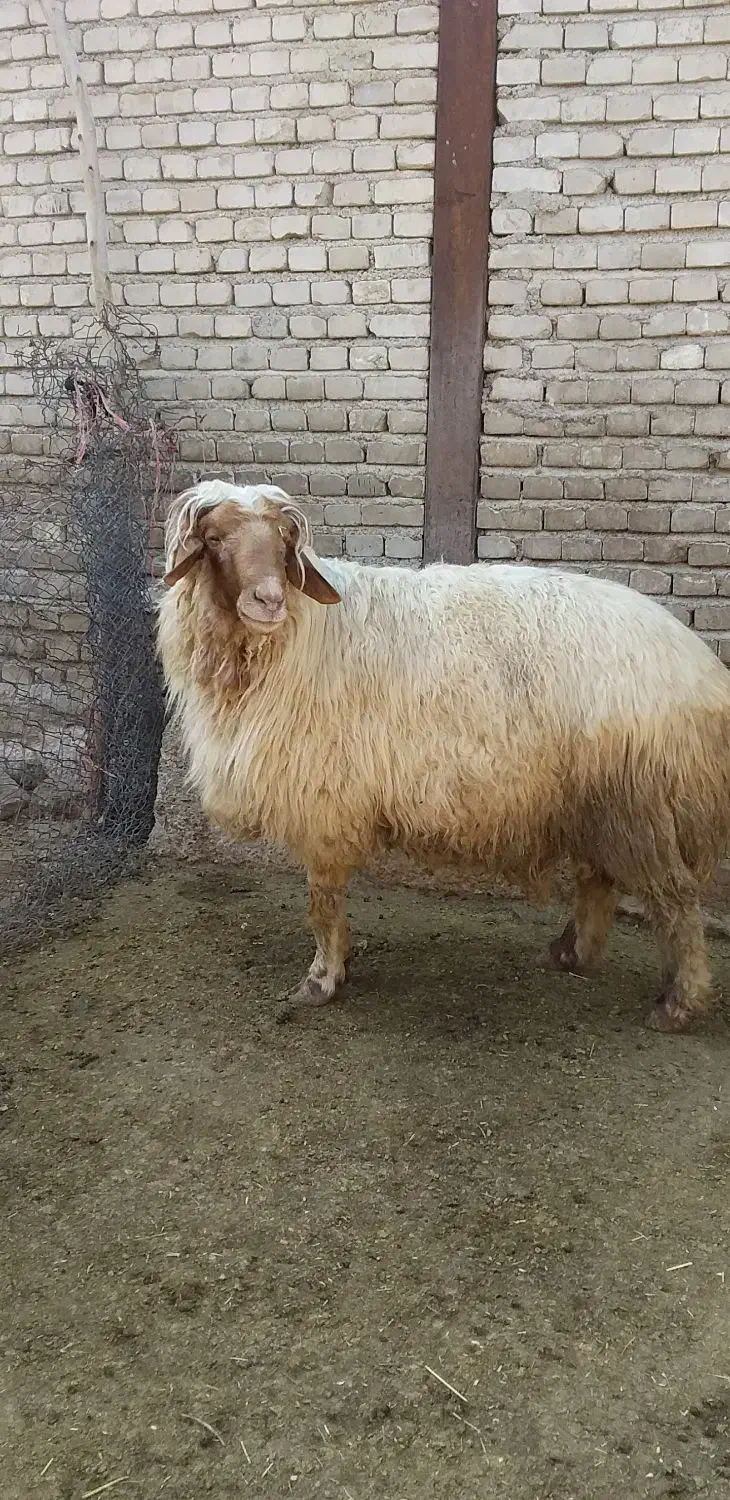 قوچ جوان|حیوانات مزرعه|پلدختر, |دیوار