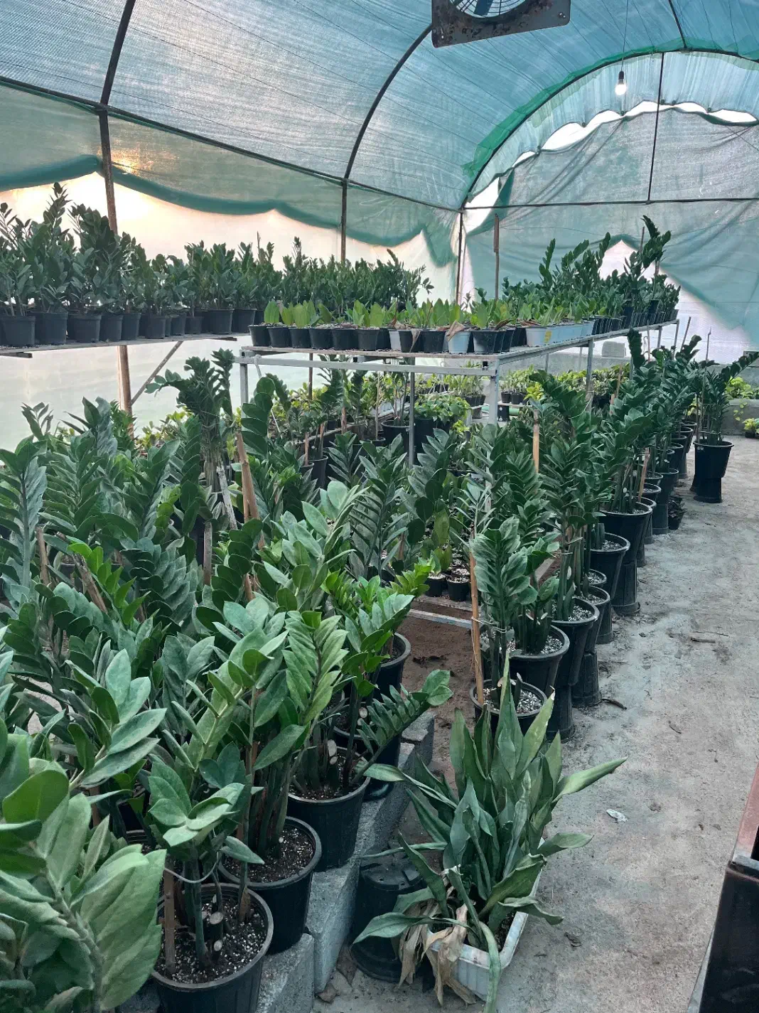 گل و گیاه-گل آپارتمانی-گلخانه|گل و گیاه طبیعی|کوهی‌خیل, |دیوار