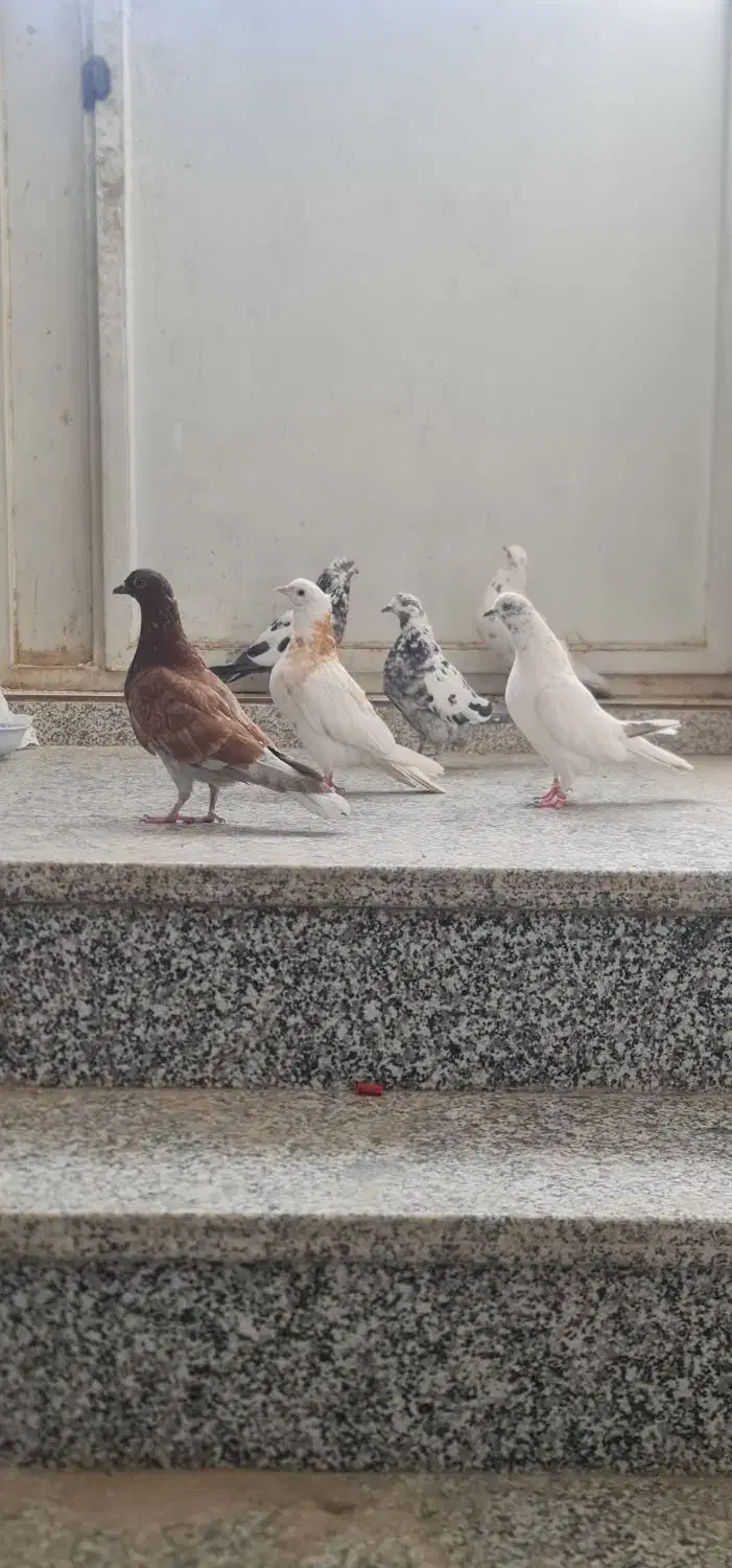 کبوتر|پرنده|حمیدیا, |دیوار