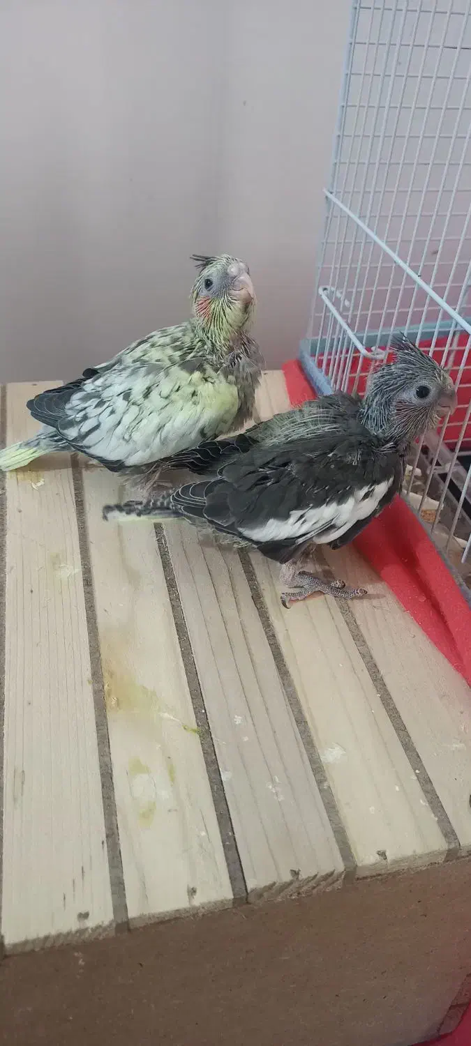 یک جفت عروس هلندی با جفت جوجه کامل دستی و خونگی|پرنده|برازجان, |دیوار