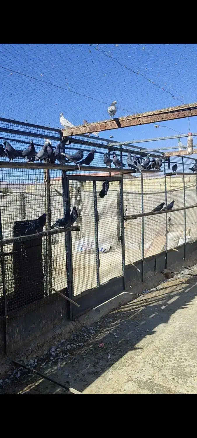 کفتر گرو پرشی سیاه زرهی|پرنده|عسگران, |دیوار