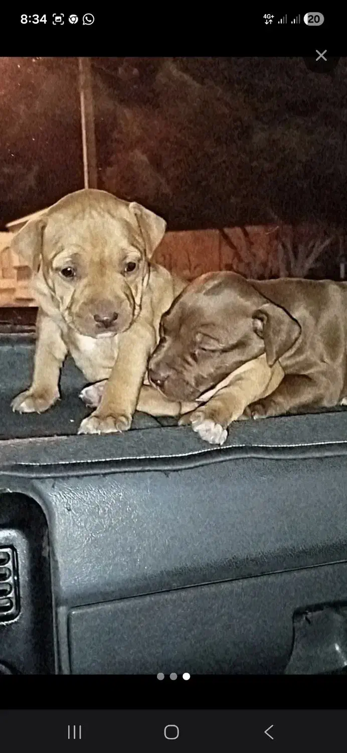 واگذاری ۱ جفت پیت بول اصل|سگ|یزد, |دیوار