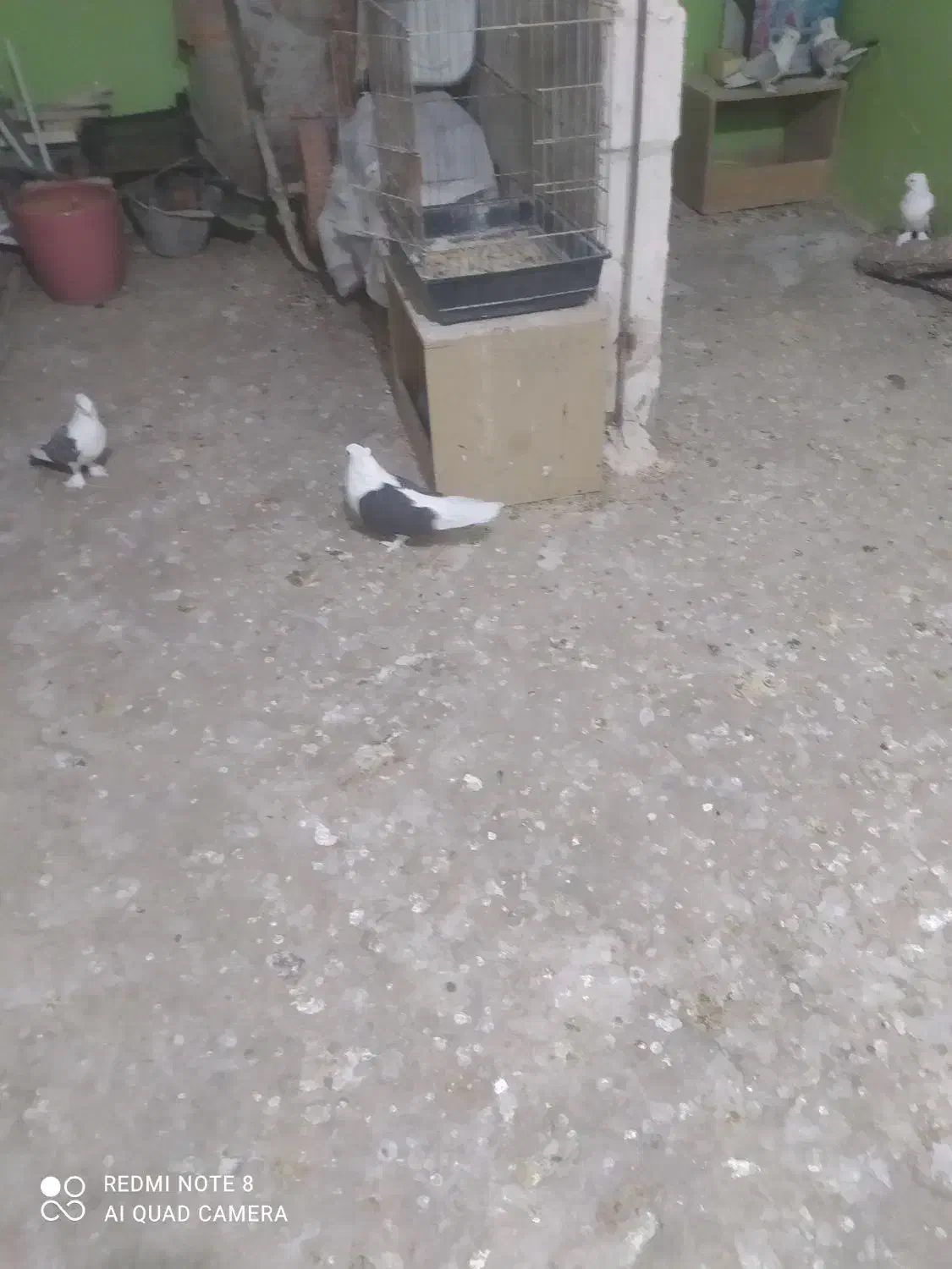 کبوتر دوکت سیاه ماده|پرنده|چرام, |دیوار