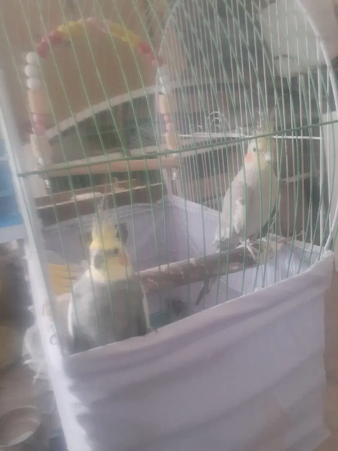 عروس هلندی مولد با قفس و تخم|پرنده|سراب, |دیوار