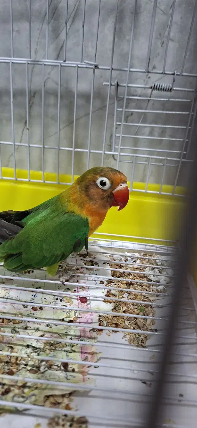 طوطی برزیلی فیشر|پرنده|دزفول, |دیوار