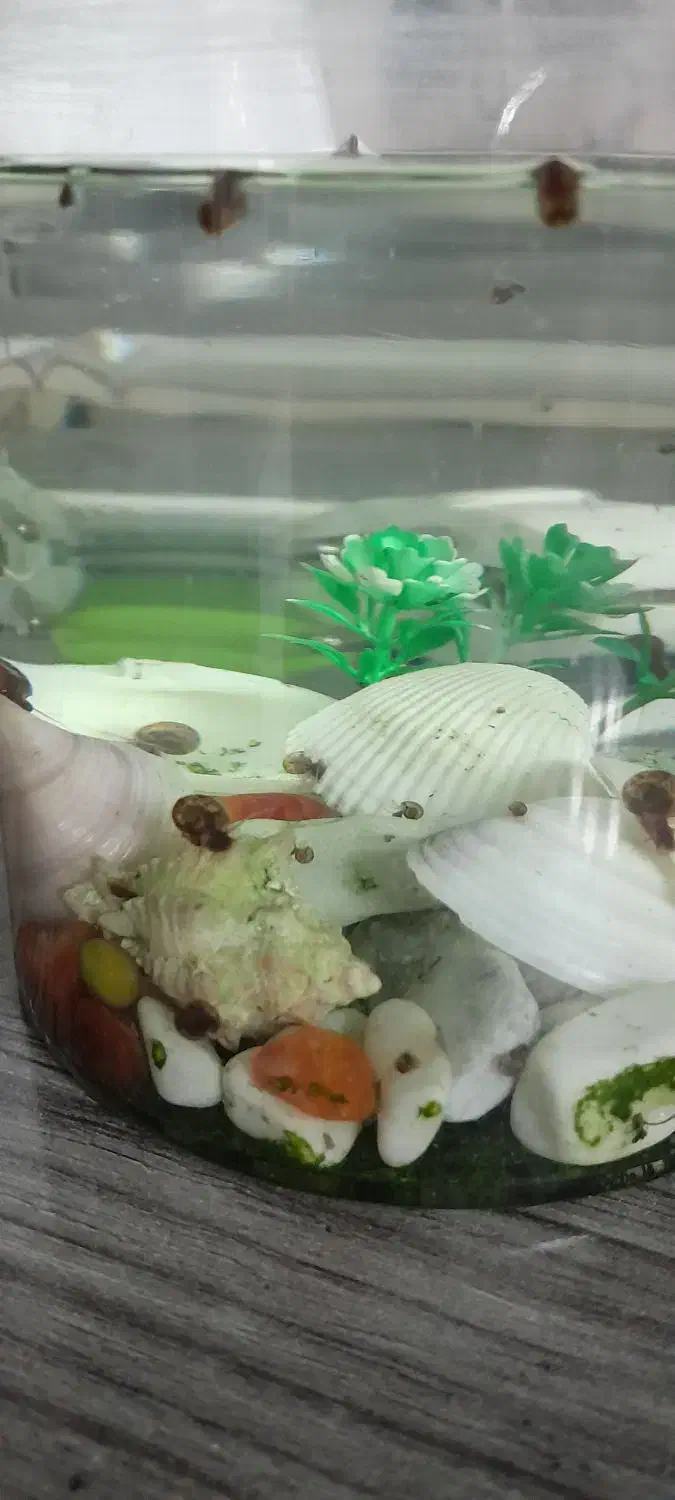 بچه حلزون|ماهی|صدرا-فارس, فاز ۱|دیوار