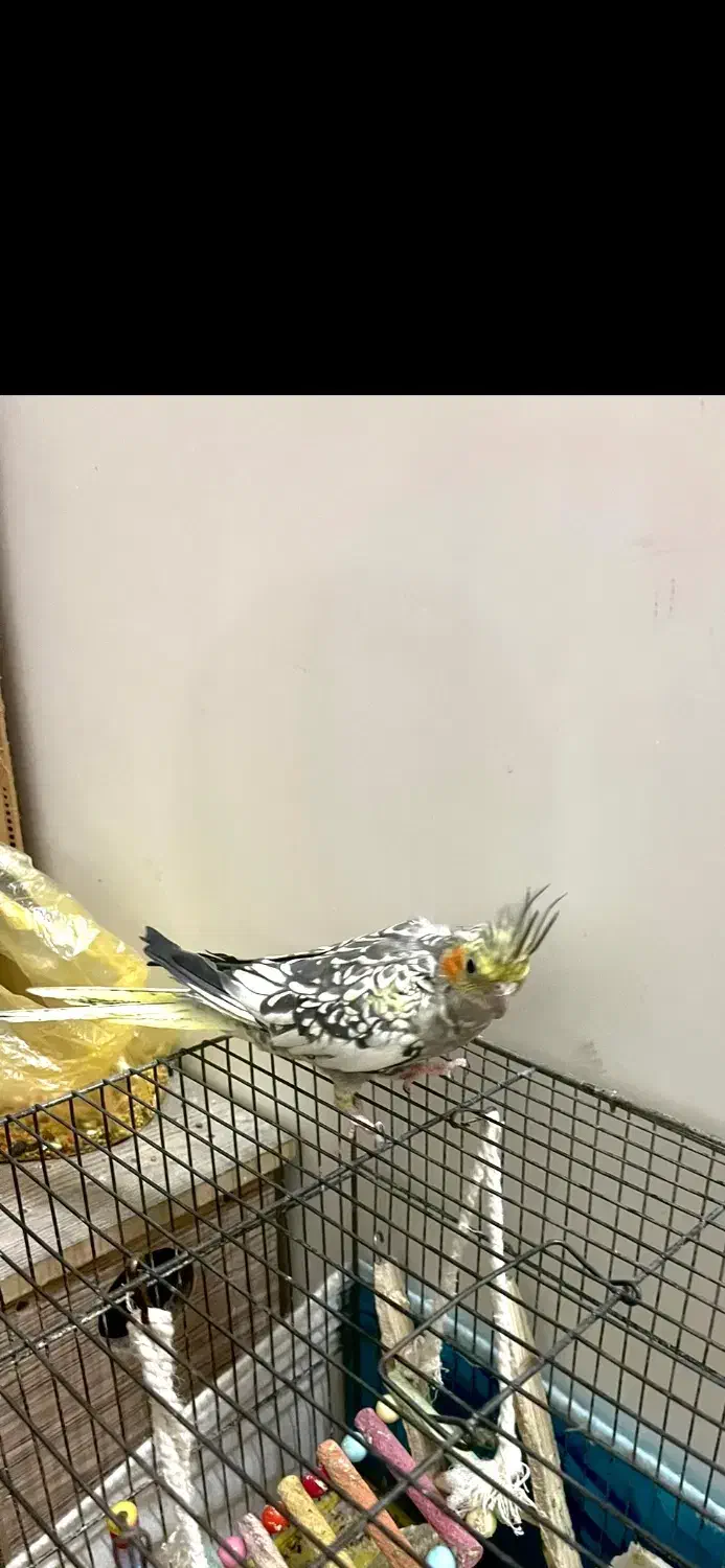 فروش عروس هلندی|پرنده|سراب, |دیوار