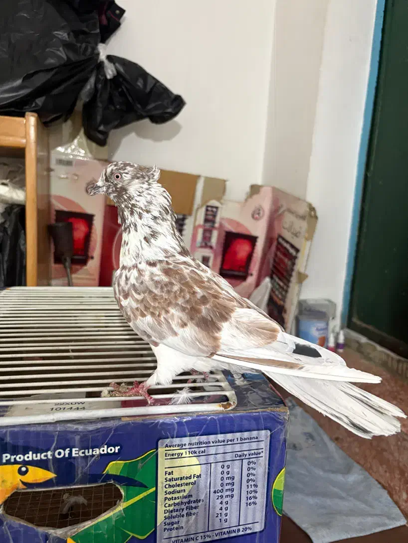 کفتر گرگی کاکلی|پرنده|اردبیل, |دیوار