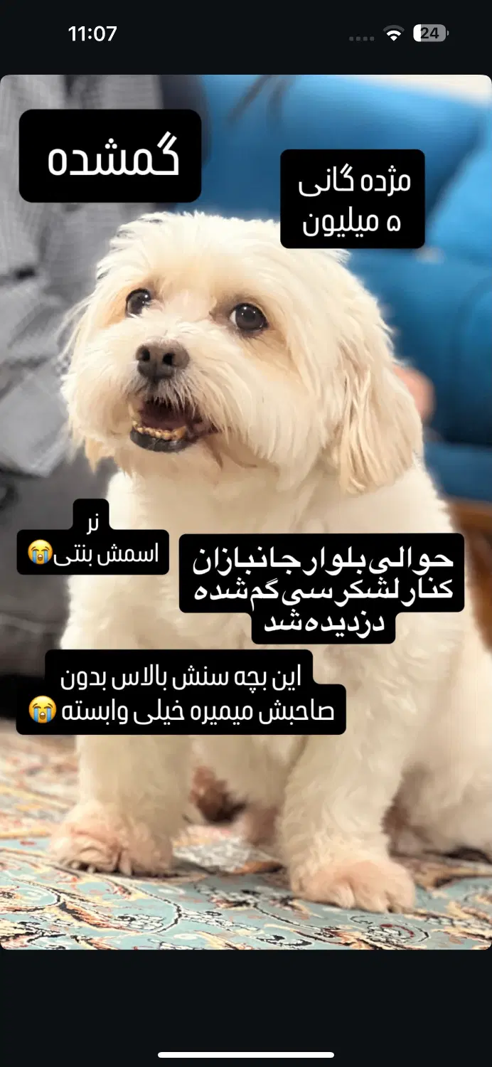 گمشده|حیوانات|گرگان, |دیوار