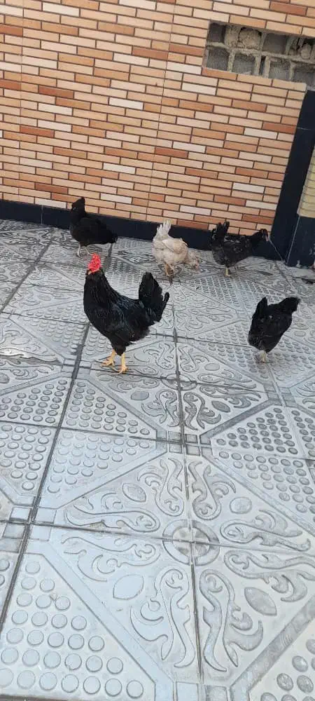 مرغ گلین|حیوانات مزرعه|جم, |دیوار