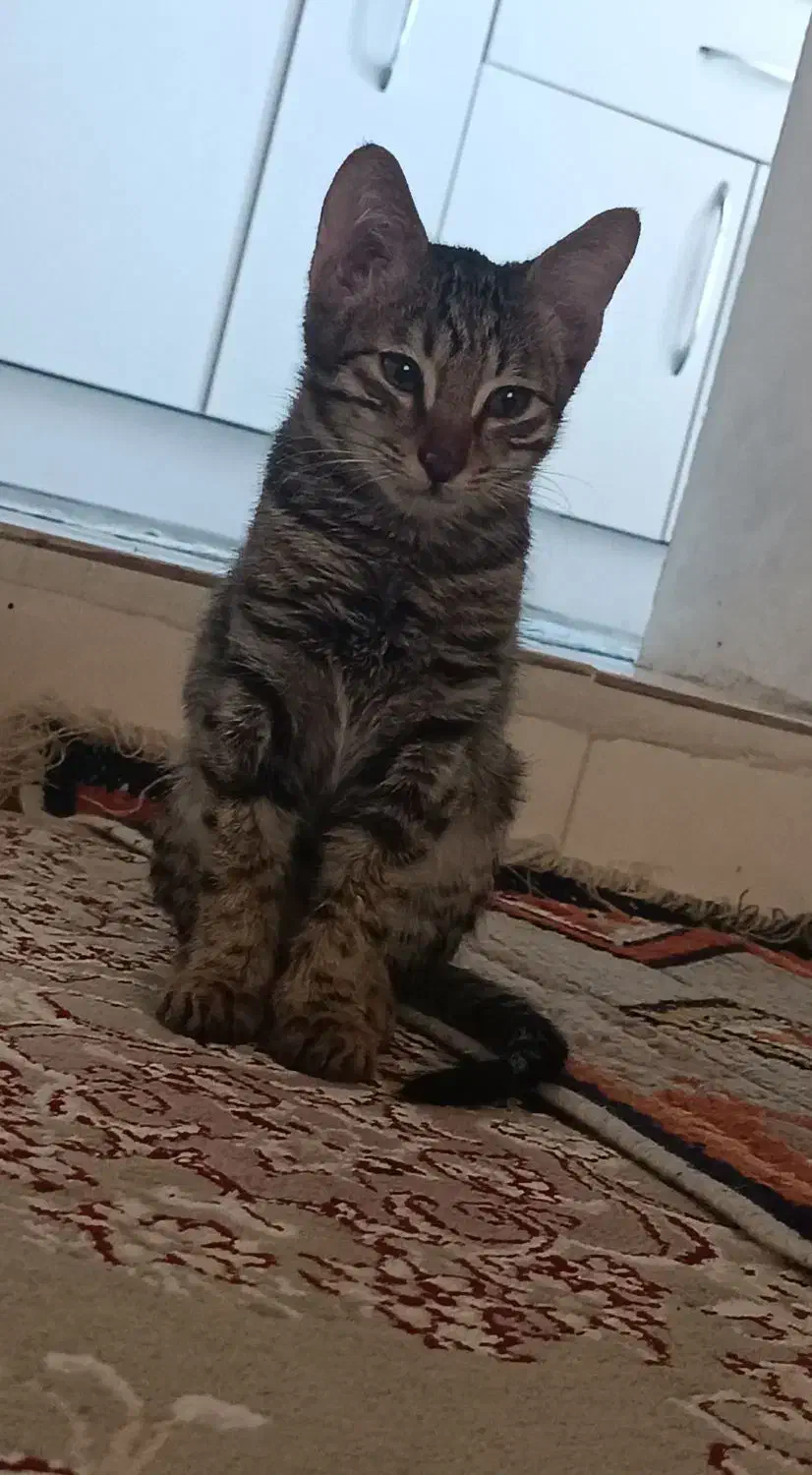 واگذاری بچه گربه دی اس اچ|گربه|نقده, |دیوار