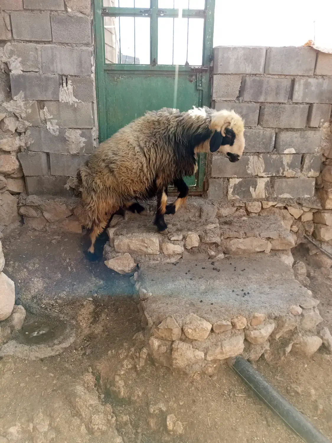 قوچ بره|حیوانات مزرعه|دهدشت, |دیوار