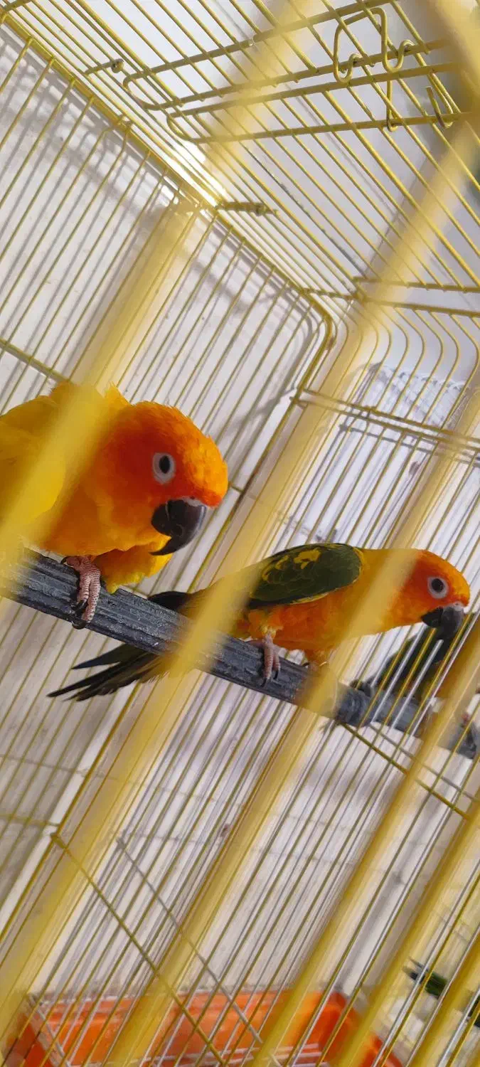 جفت خورشیدی|پرنده|ساری, |دیوار