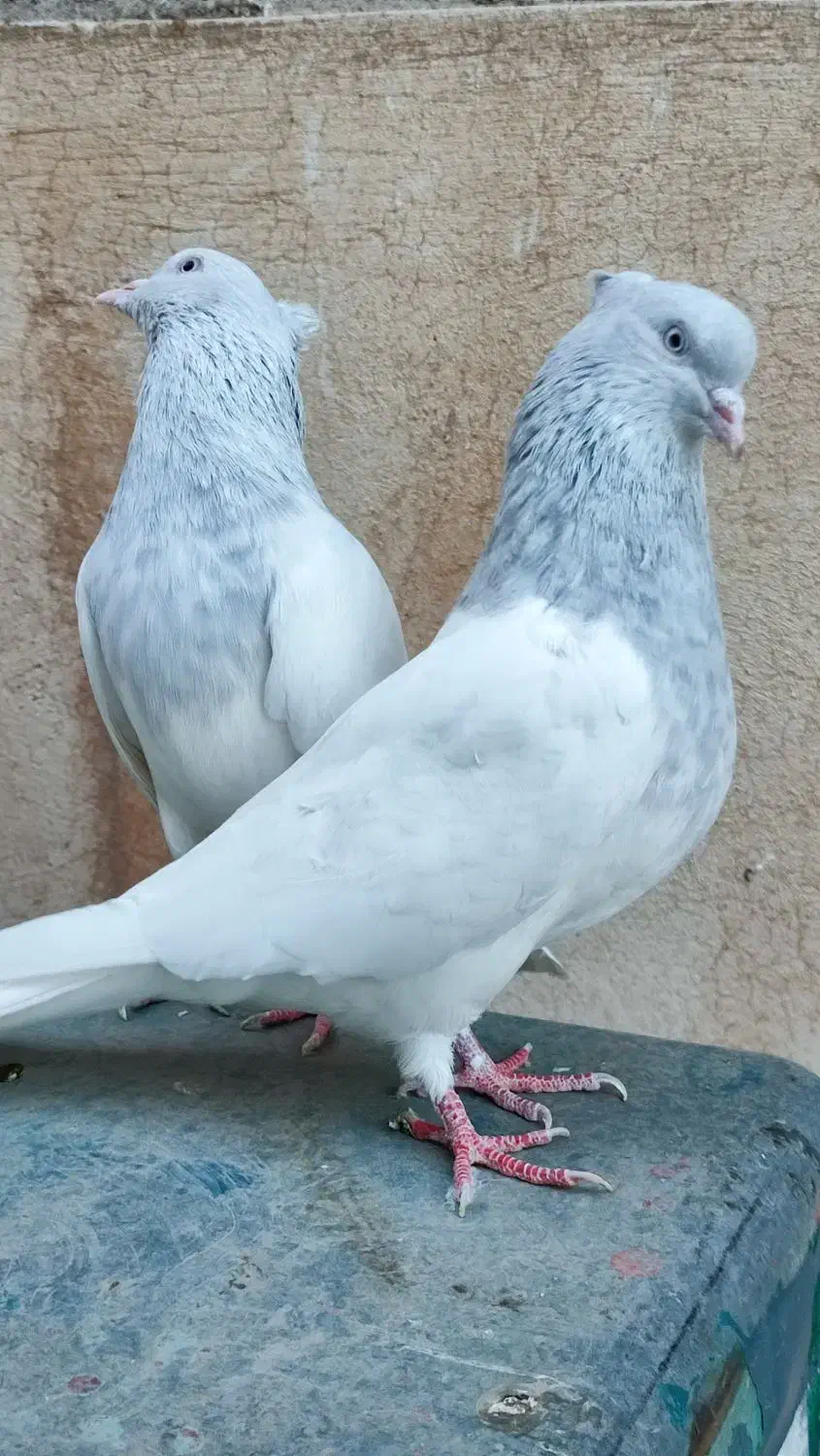 کبوتر کله کاکلی زیبا|پرنده|مشهد, هفده شهریور|دیوار
