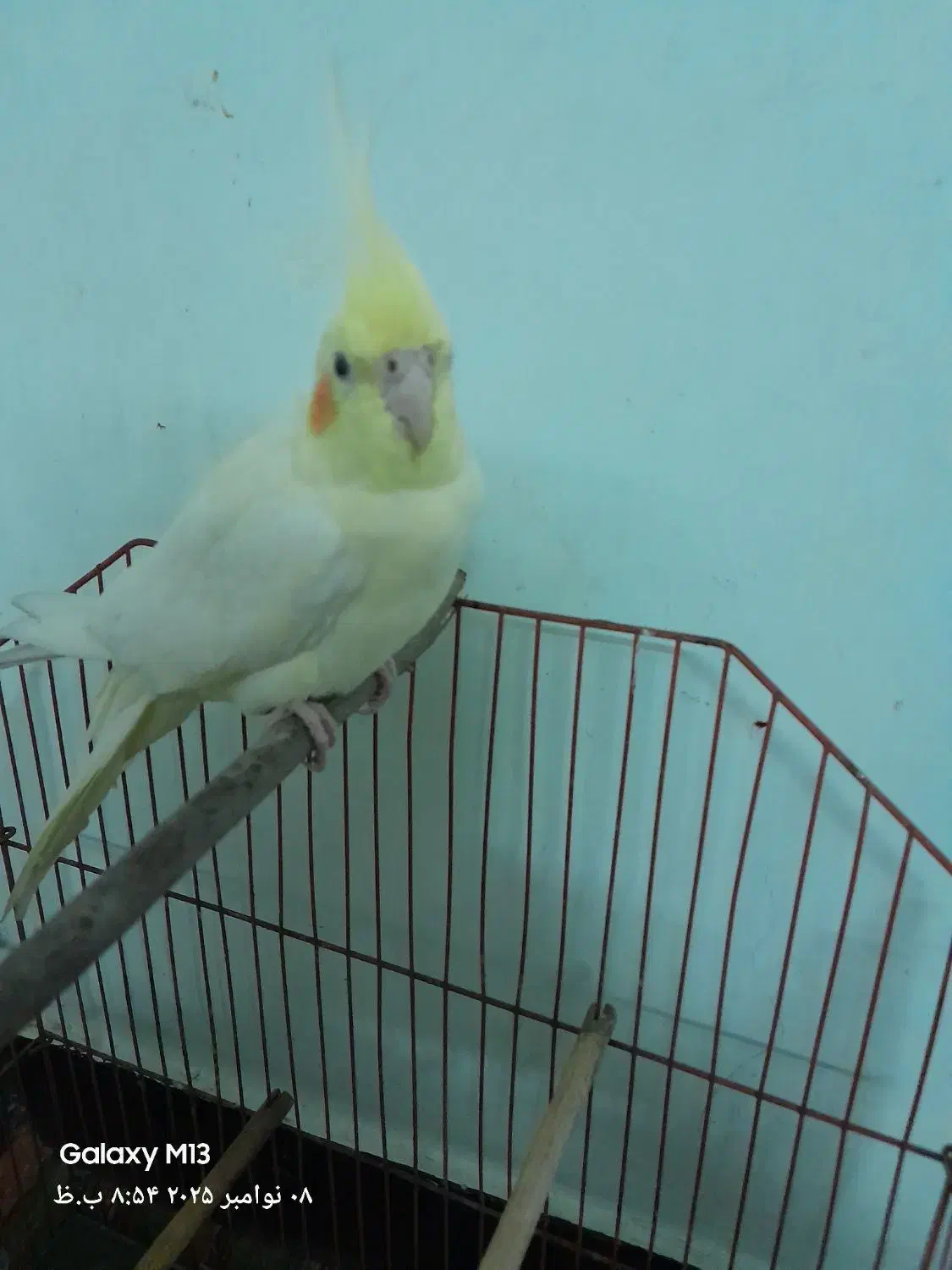 عروس هلندی ماده|پرنده|شادگان, |دیوار