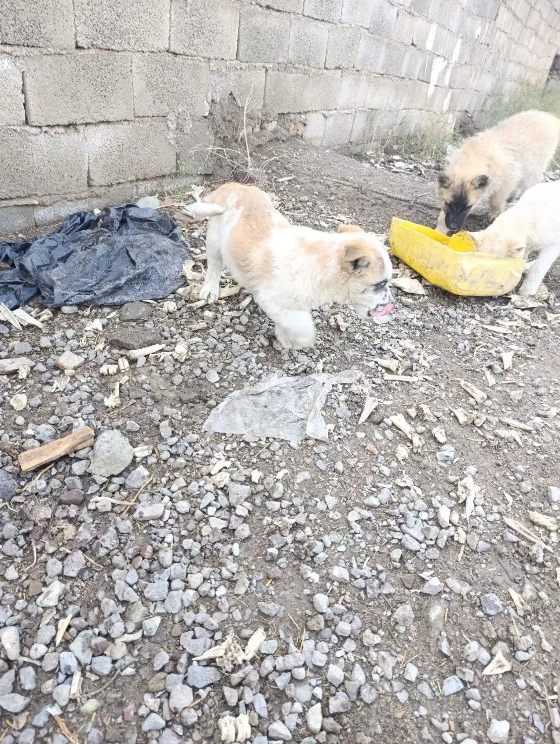 سگ چاعو چاعو|سگ|محمدیه-قزوین, |دیوار