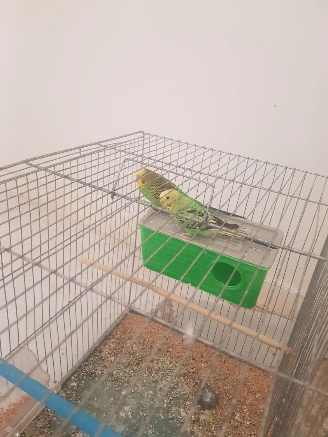 مرغ عشق|پرنده|شوشتر, |دیوار