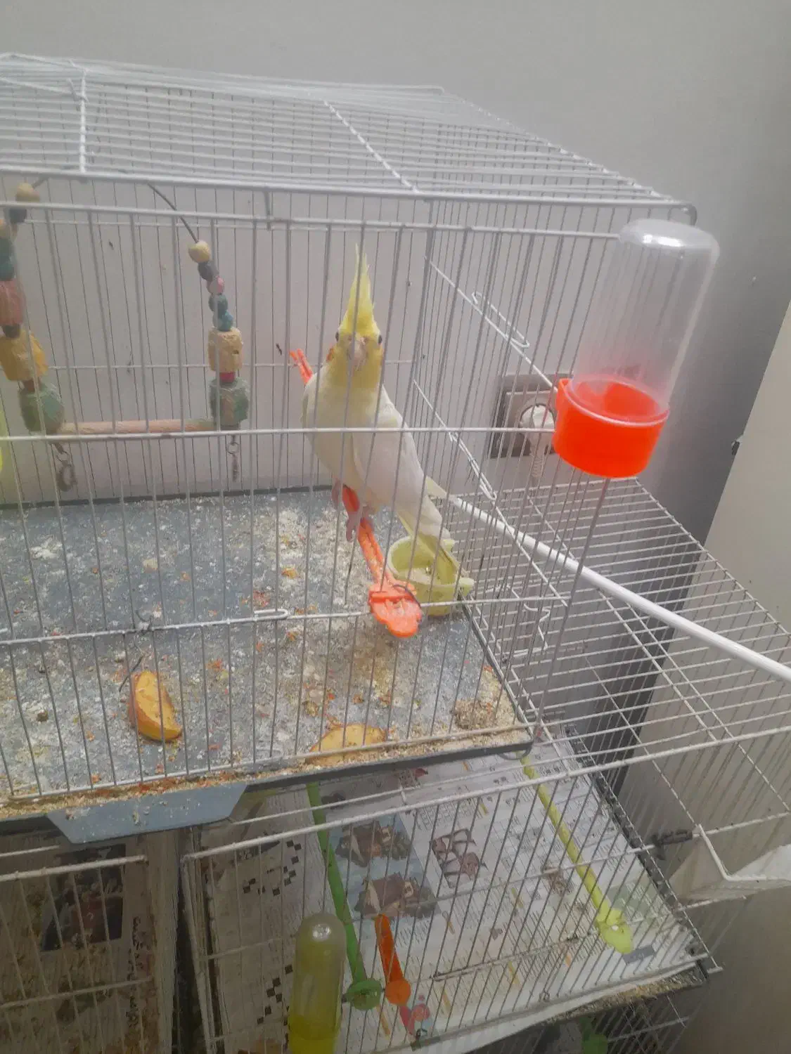 عروس هلندی ماده|پرنده|مشهد, ویلاشهر|دیوار