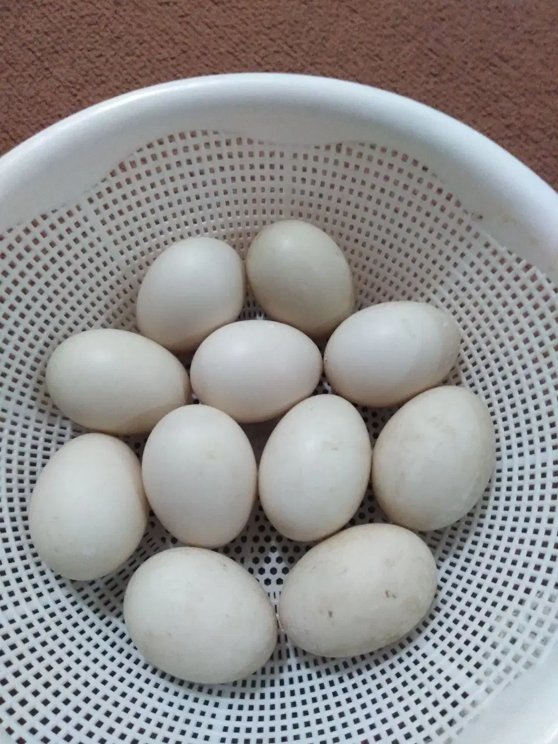 تخم نطفه دار اردک اسرائیلی|حیوانات مزرعه|گمیشان, |دیوار