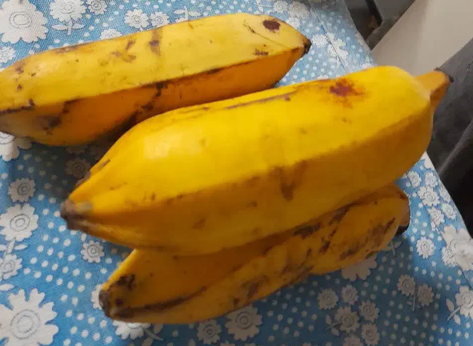 نهال موز با نازلترین قیمت|گل و گیاه طبیعی|ساری, |دیوار