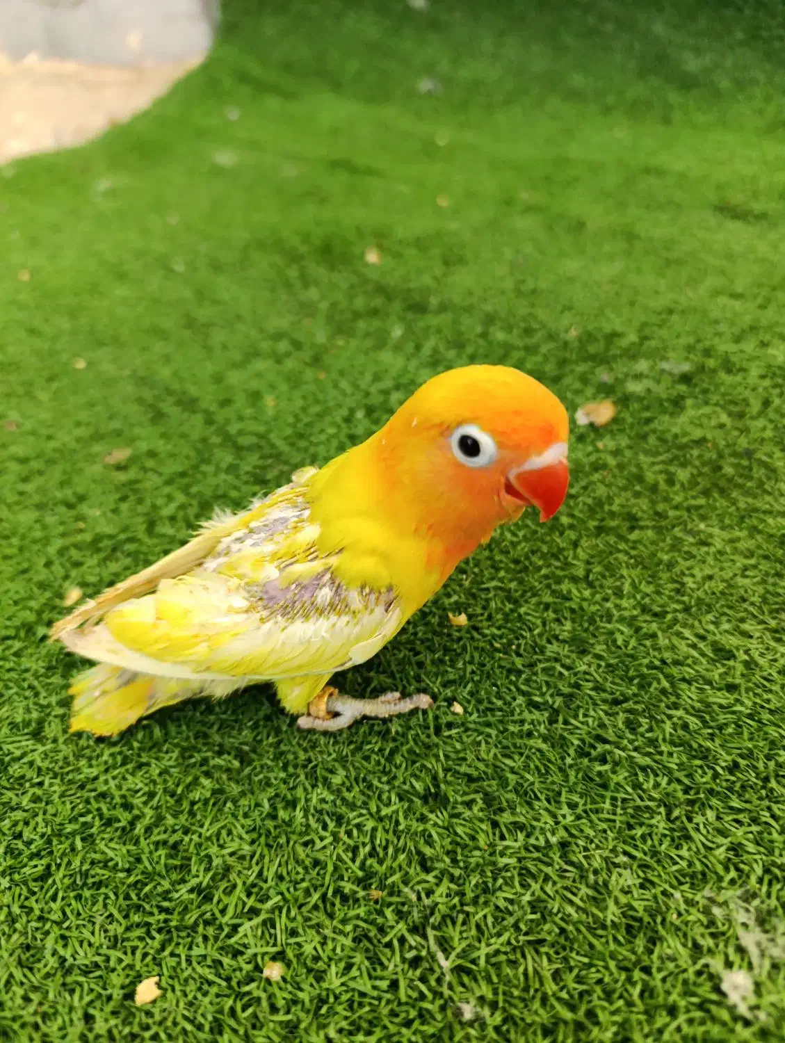 طوطی برزیلی دستی سرلاکی|پرنده|شیراز, دکتر حسابی|دیوار