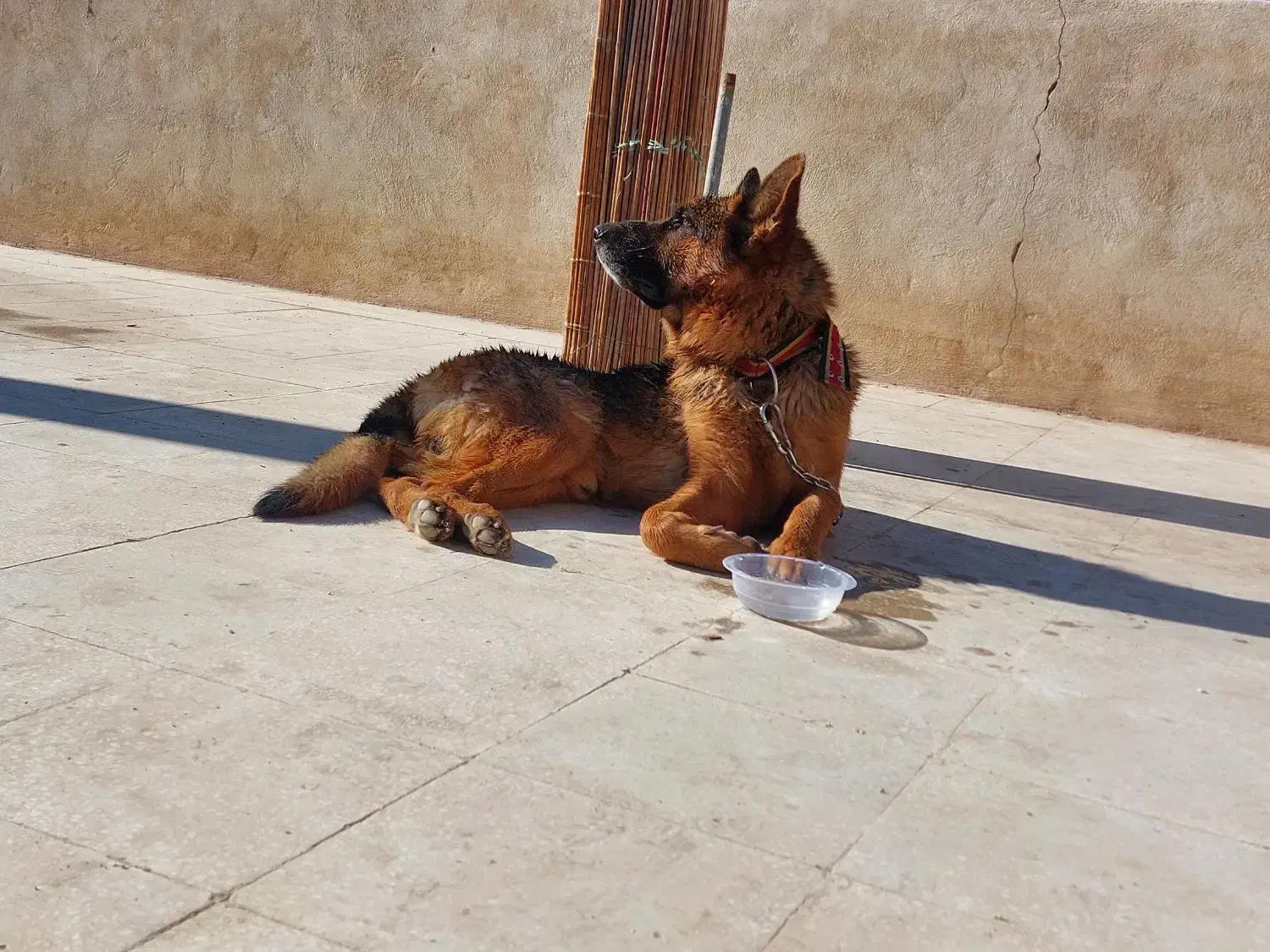 سگ ژرمن|سگ|یزد, |دیوار