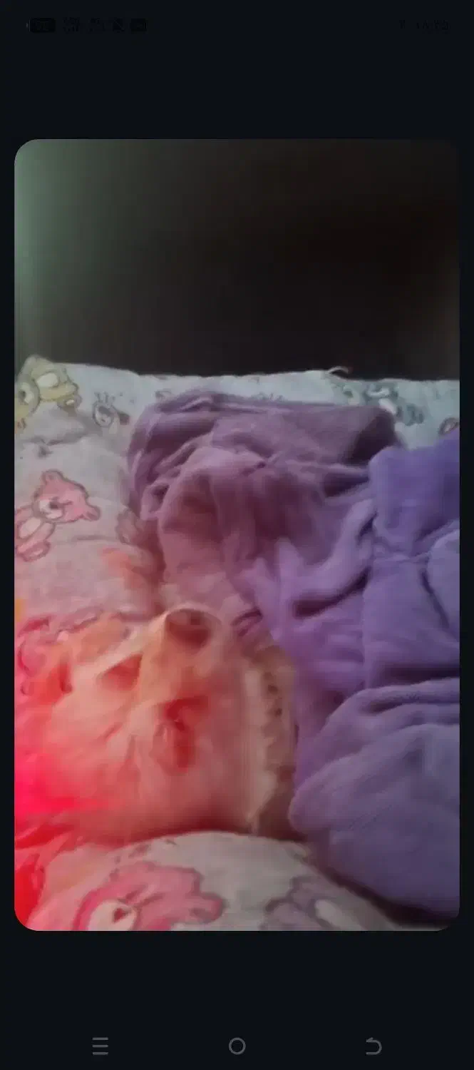 سگ گمشده درجاده برزول به سمت فارسبان|سگ|زرین دشت (همدان), |دیوار