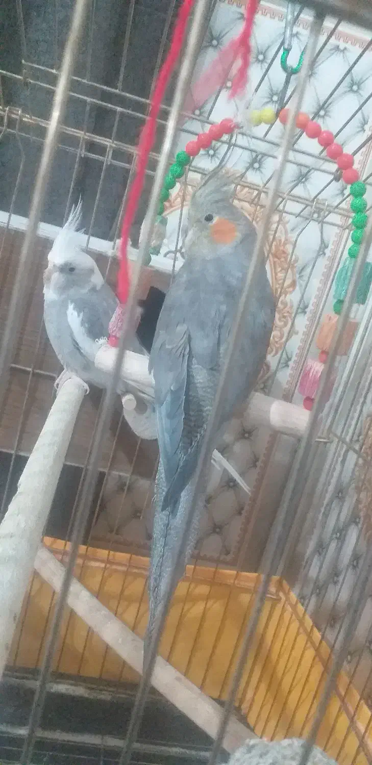 عروس هلندی کارداده|پرنده|رودبار (کرمان), |دیوار