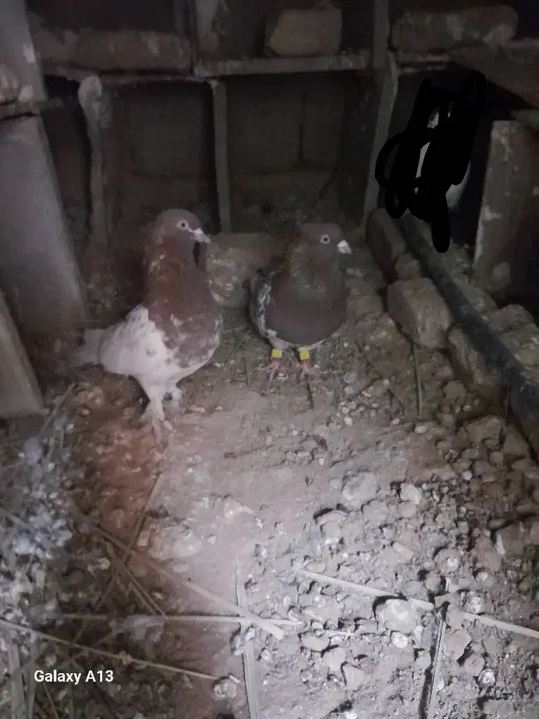 کله قرمز|پرنده|ایرانشهر, |دیوار