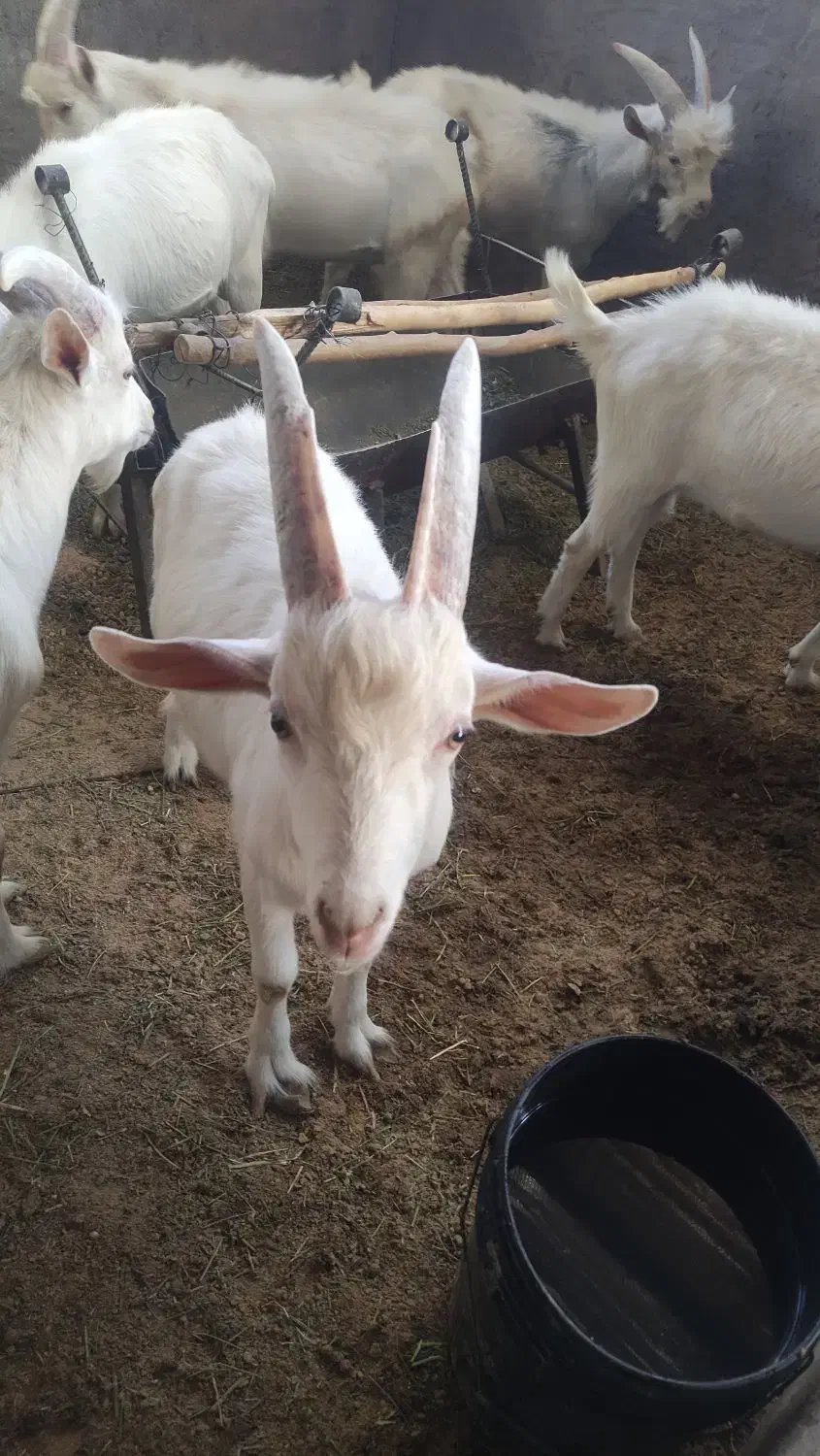 نربز سانن 9 ماهه|حیوانات مزرعه|بردسیر, |دیوار