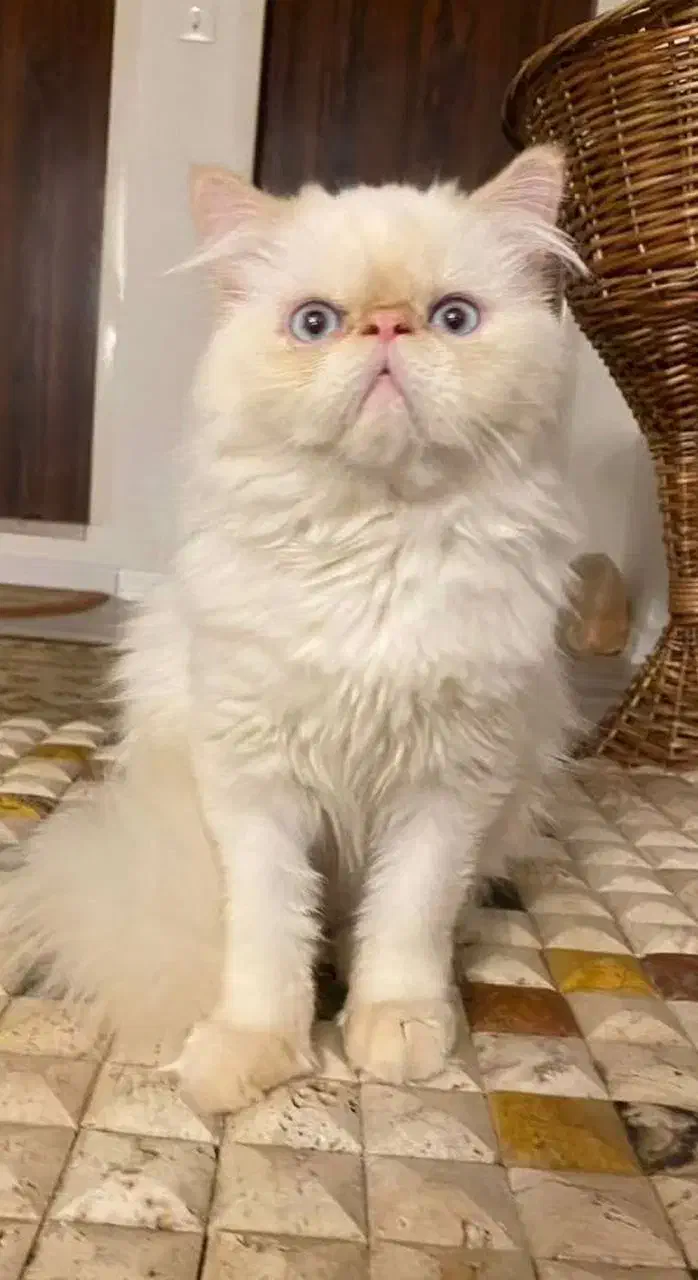 گربه پرشین سوپرفلت|گربه|اردبیل, |دیوار