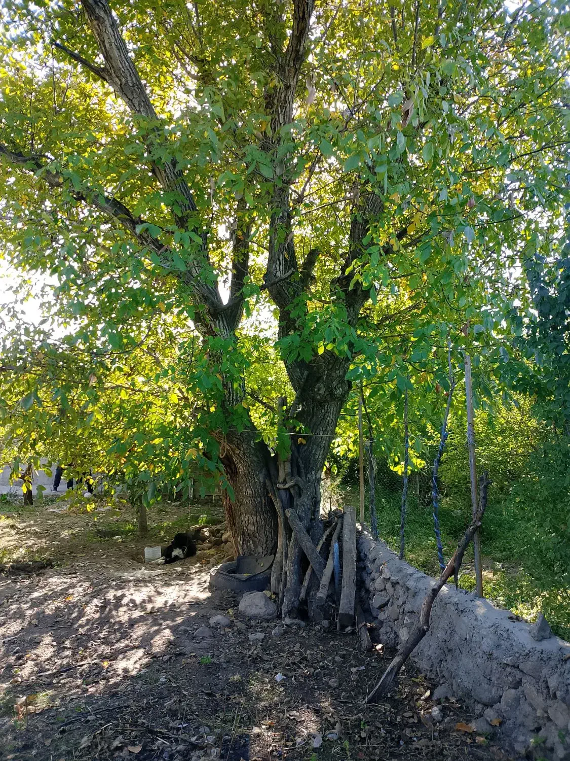 فروش درخت گردو ی بزرگ به قیمت پیشنهادی شما|مصالح و تجهیزات ساختمان|مشگین شهر, |دیوار