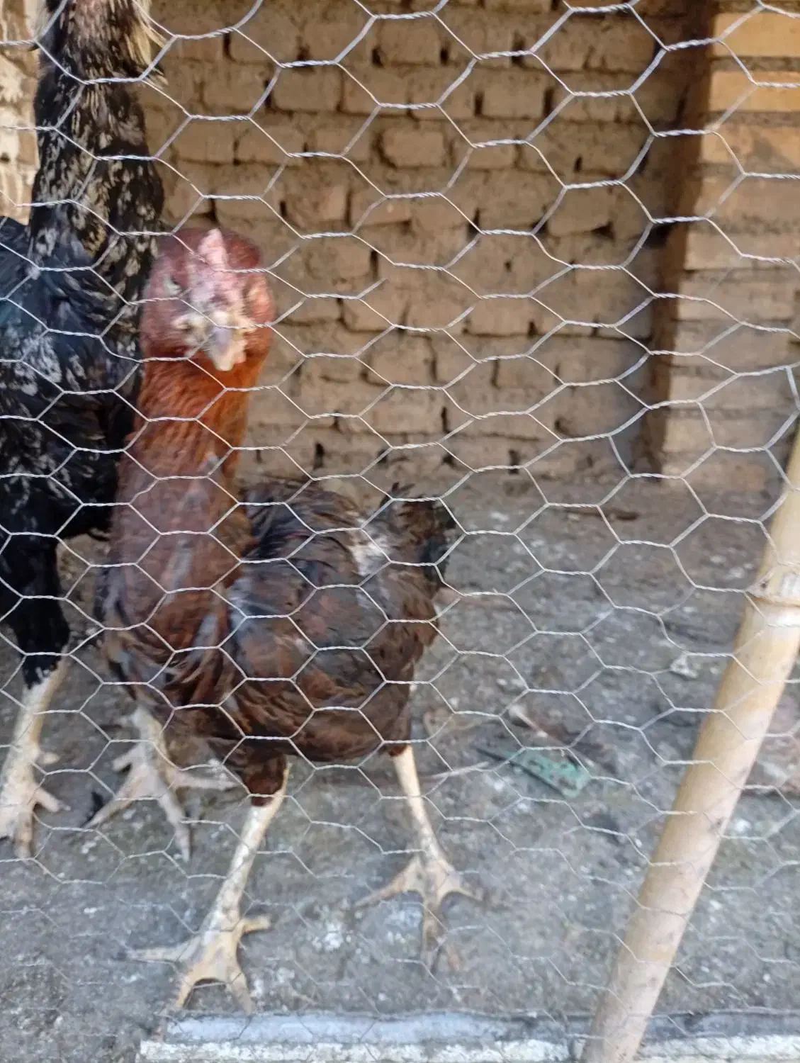 مرغ لاری و دورگ|حیوانات مزرعه|رامیان, |دیوار