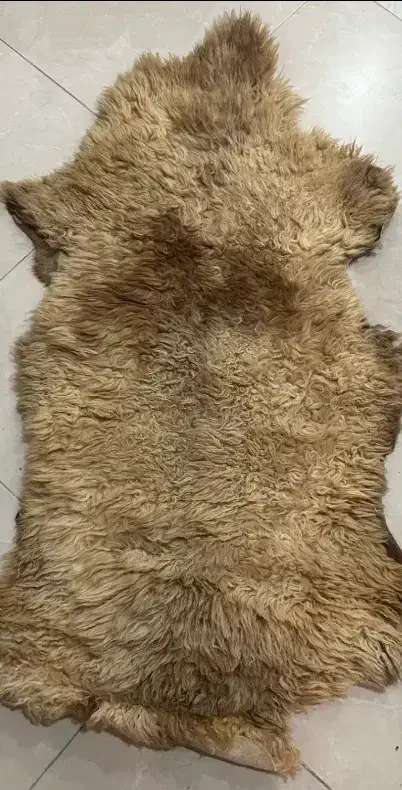 پشم گوسفندی|رختخواب، بالش، پتو|اردبیل, |دیوار