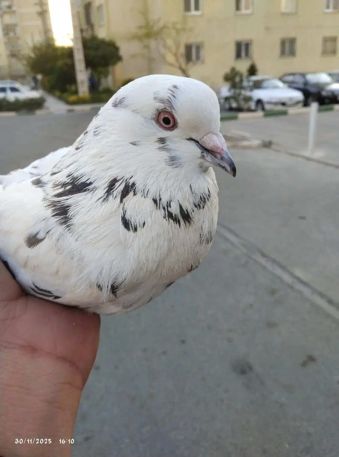 کبوتر پرشی|پرنده|پرند, فاز ۶|دیوار