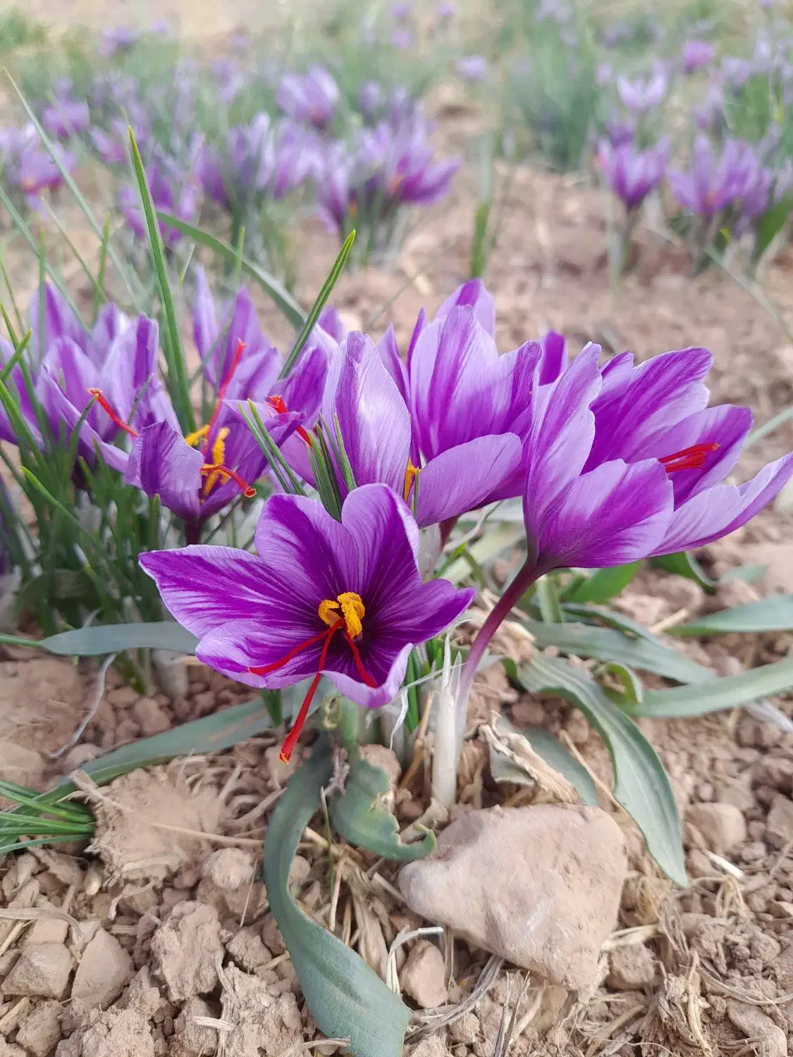 مدارکم گم شده|اشیا|تربت جام, معدآباد|دیوار