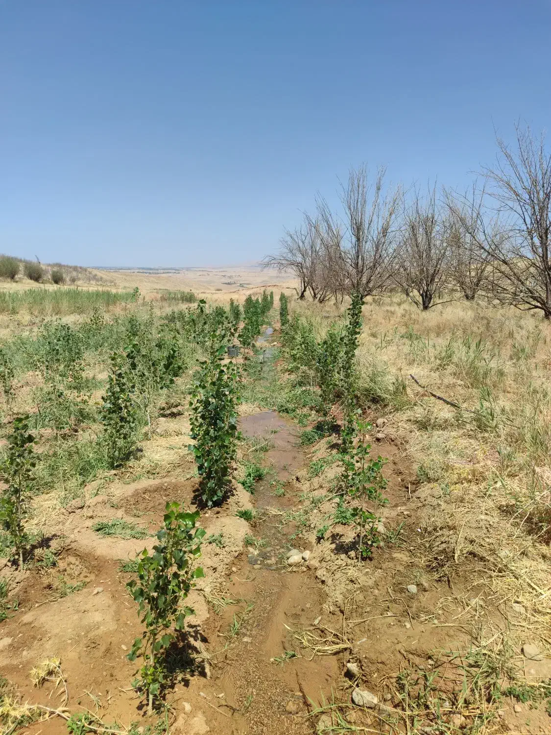 کاشت نهال|خدمات باغبانی و درختکاری|بروجرد, |دیوار