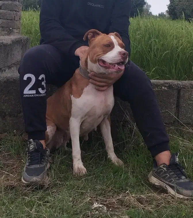 سگ پیتبول ماده|سگ|قائم‌شهر, |دیوار