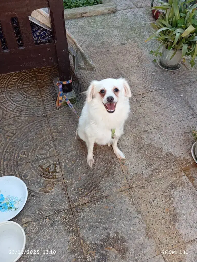 سگ  خونگی|سگ|آستانه اشرفیه, |دیوار