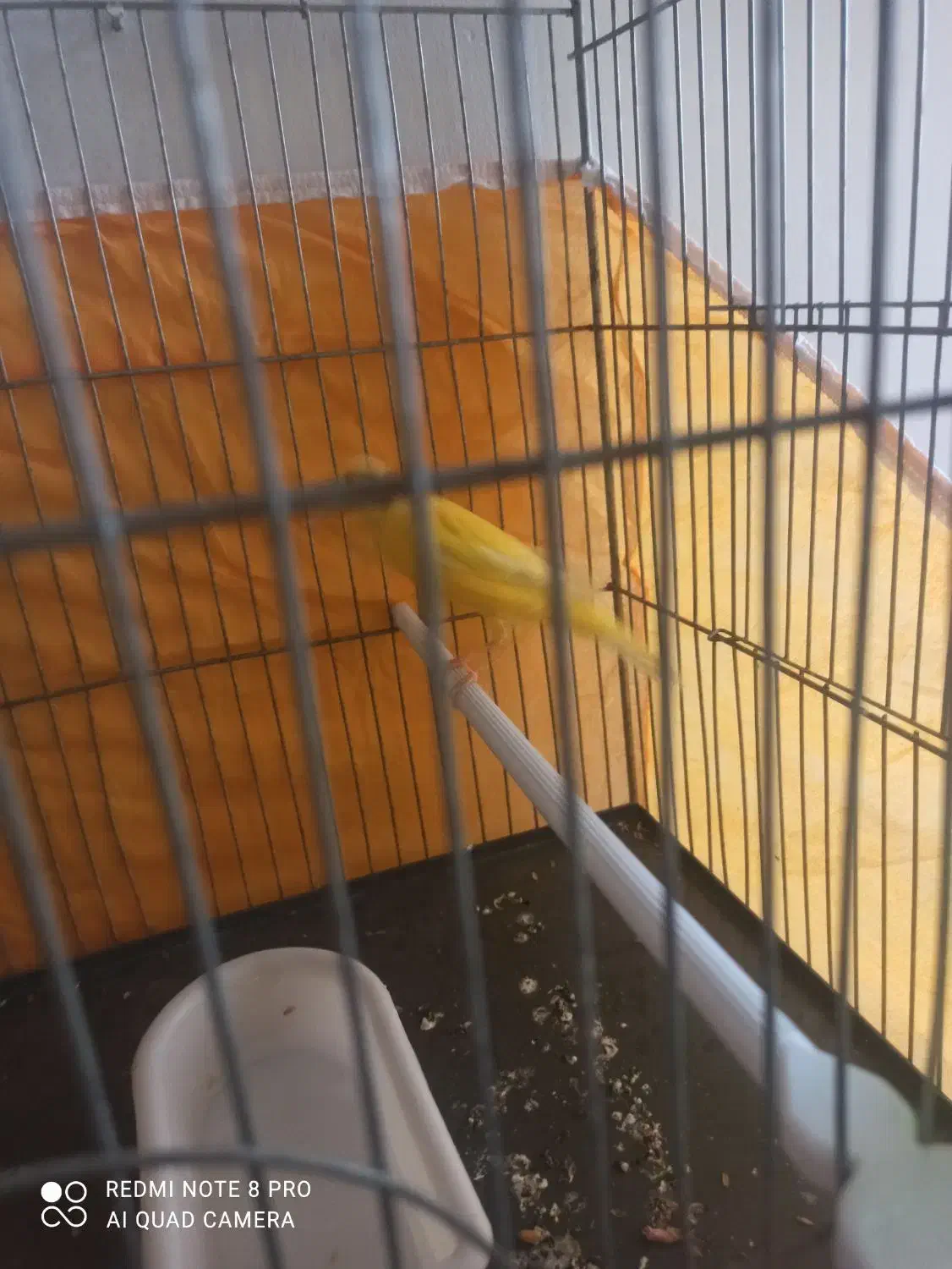 قناری|پرنده|اصفهان, سرتاوه|دیوار