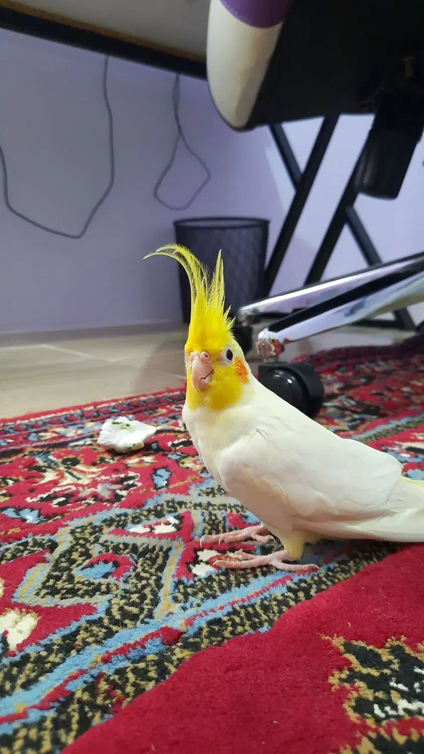 جفت عروس هلندی لوتینو مولد|پرنده|لنگرود, |دیوار