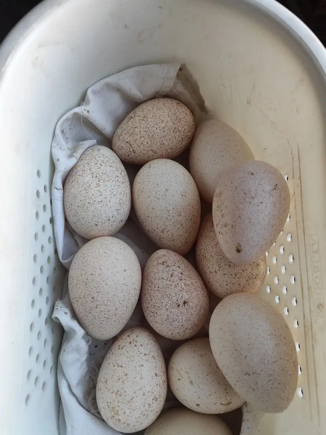 تخم نطفه دار بوقلمون|حیوانات مزرعه|باغ ملک, |دیوار